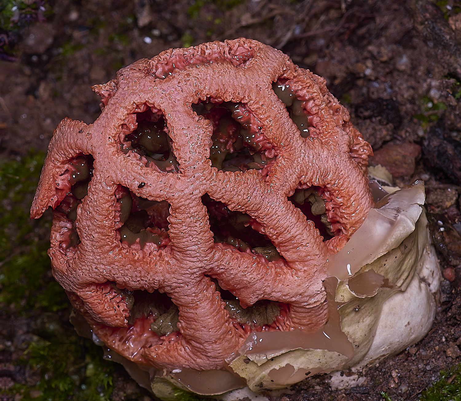 QuintaVerdeCageFubgus220325-1