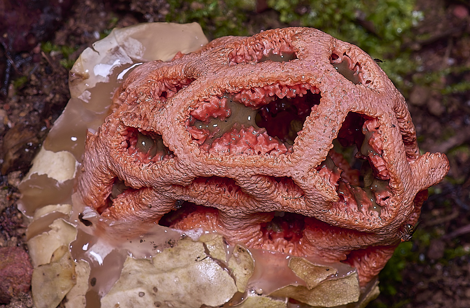 QuintaVerdeCageFubgus220325-2