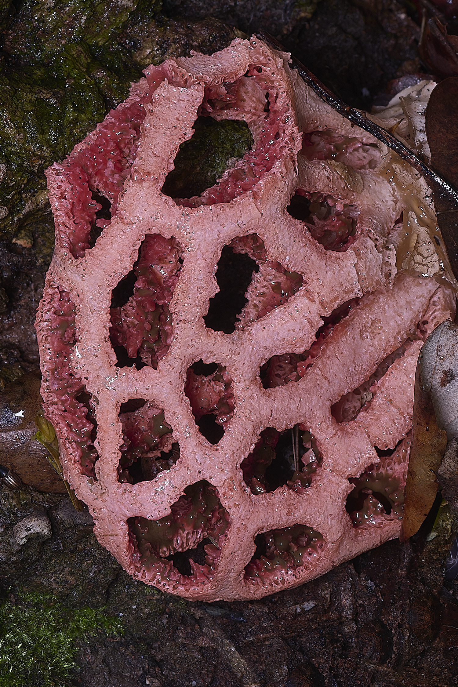 QuintaVerdeCageFungus170325-1-NEF-