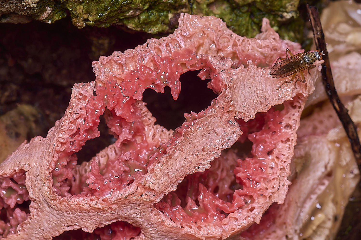 QuintaVerdeCageFungus170325-3-NEF-