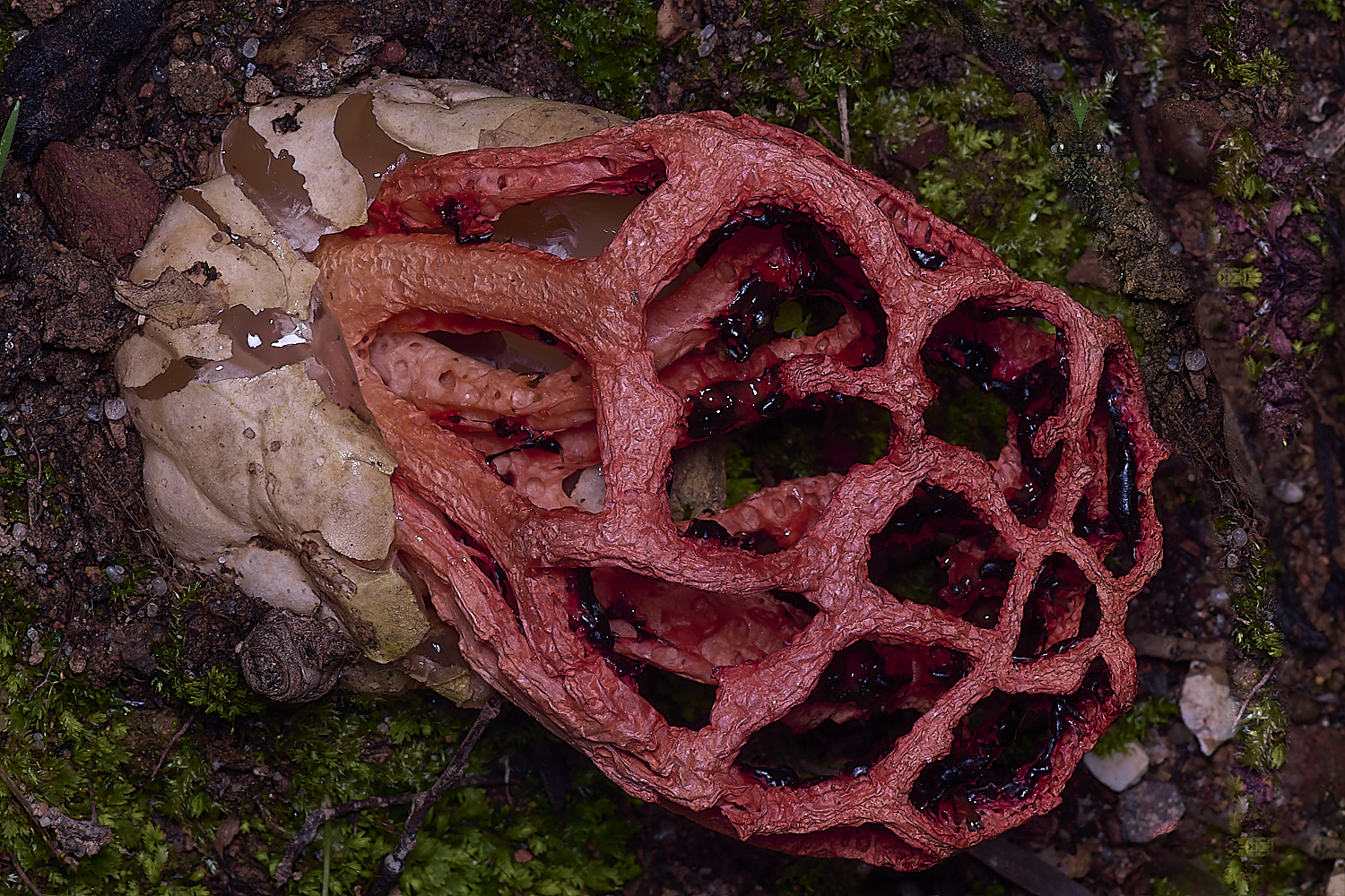 QuintaVerdeCageFungus230325-2