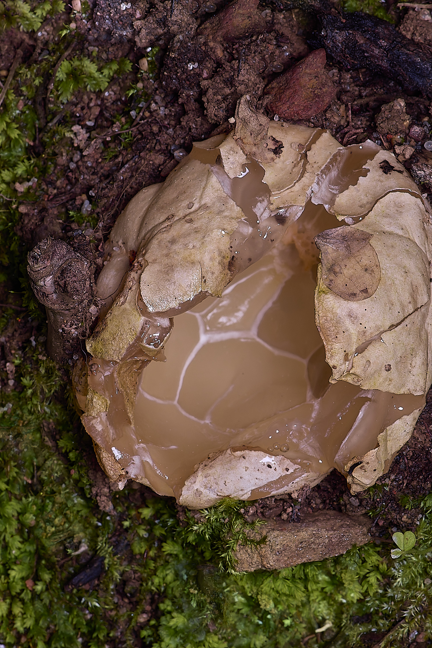 QuintaVerdeCageFungus230325-3