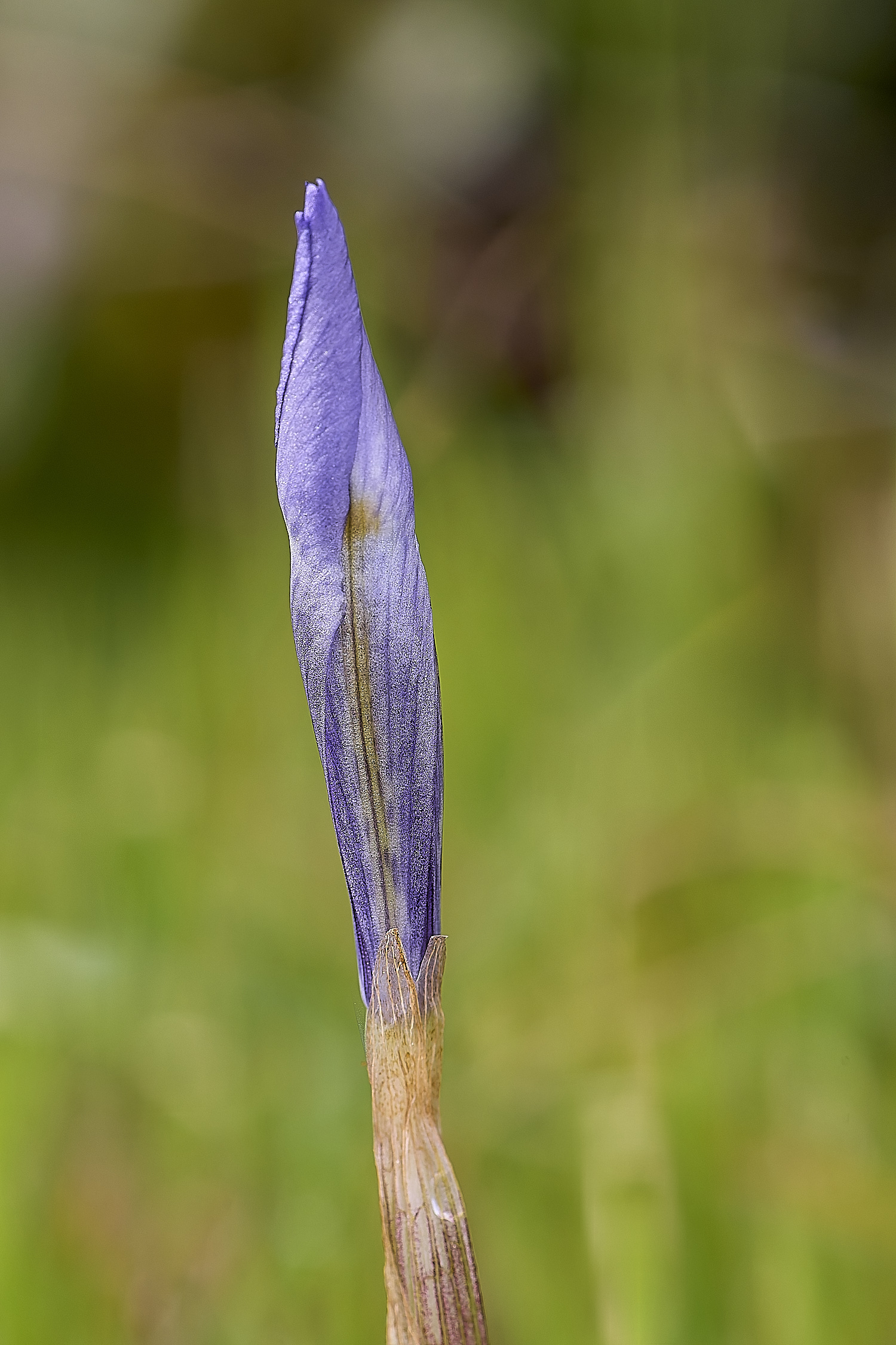 QuintaVerdeGsisyrinchium170325-1-NEF-