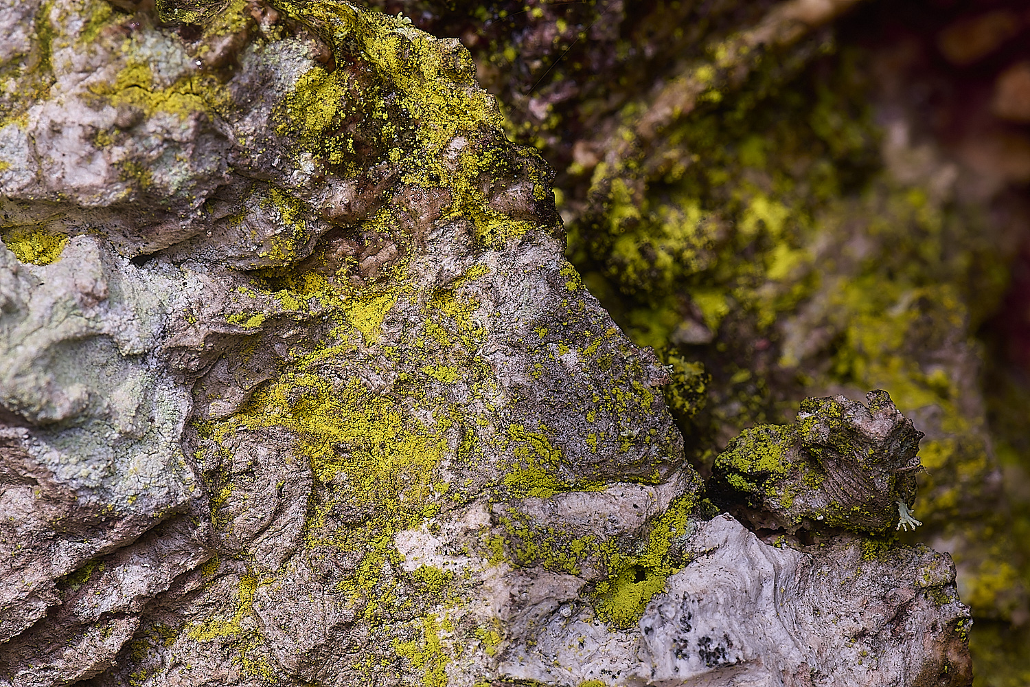 QuintaVerdeLichen10170325-1-NEF-