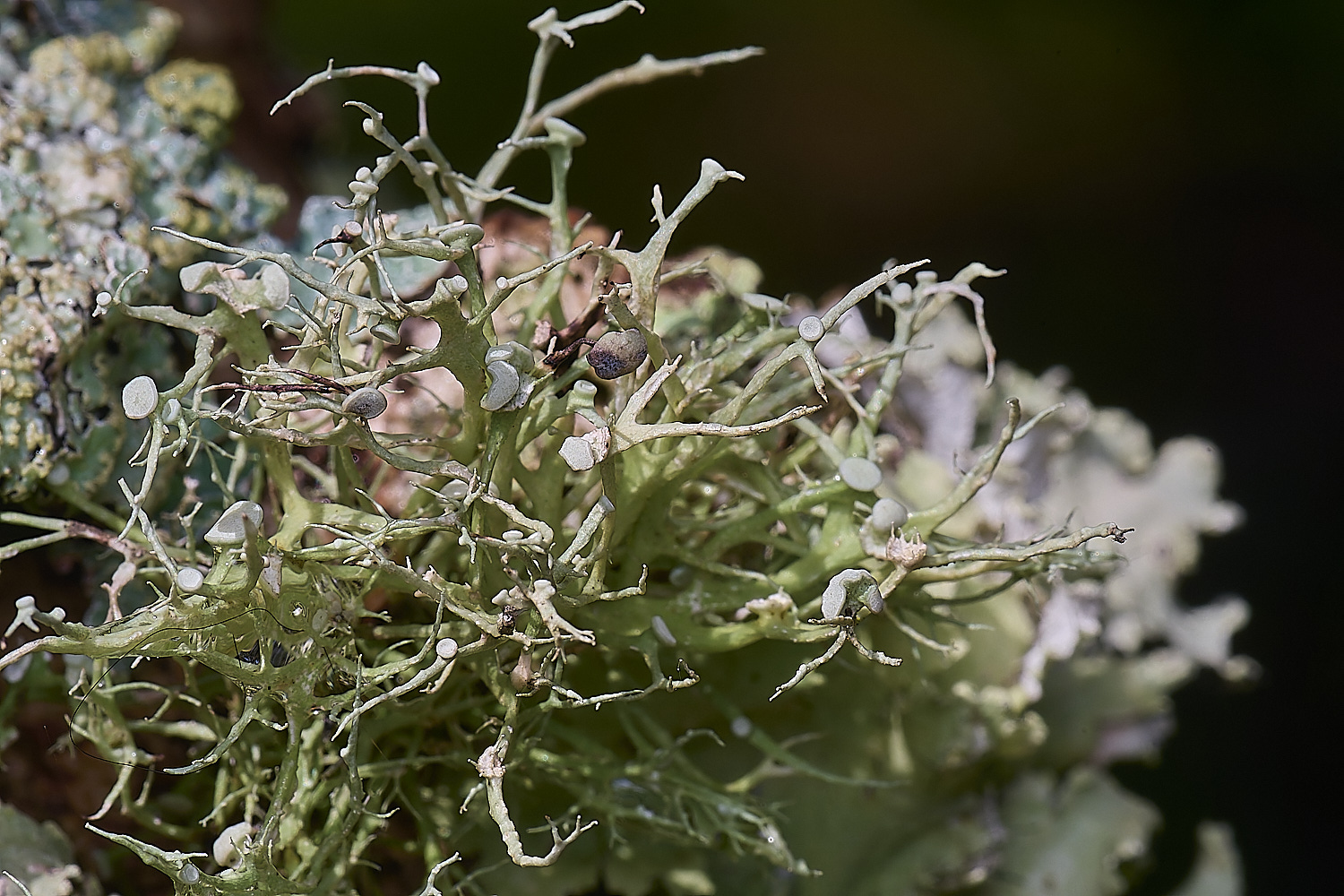 QuintaVerdeLichen11170325-1-NEF-