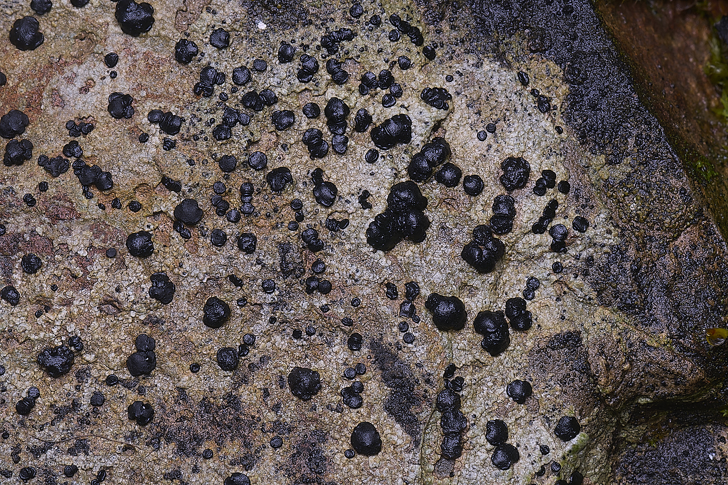 QuintaVerdeLichen1170325-2-NEF-