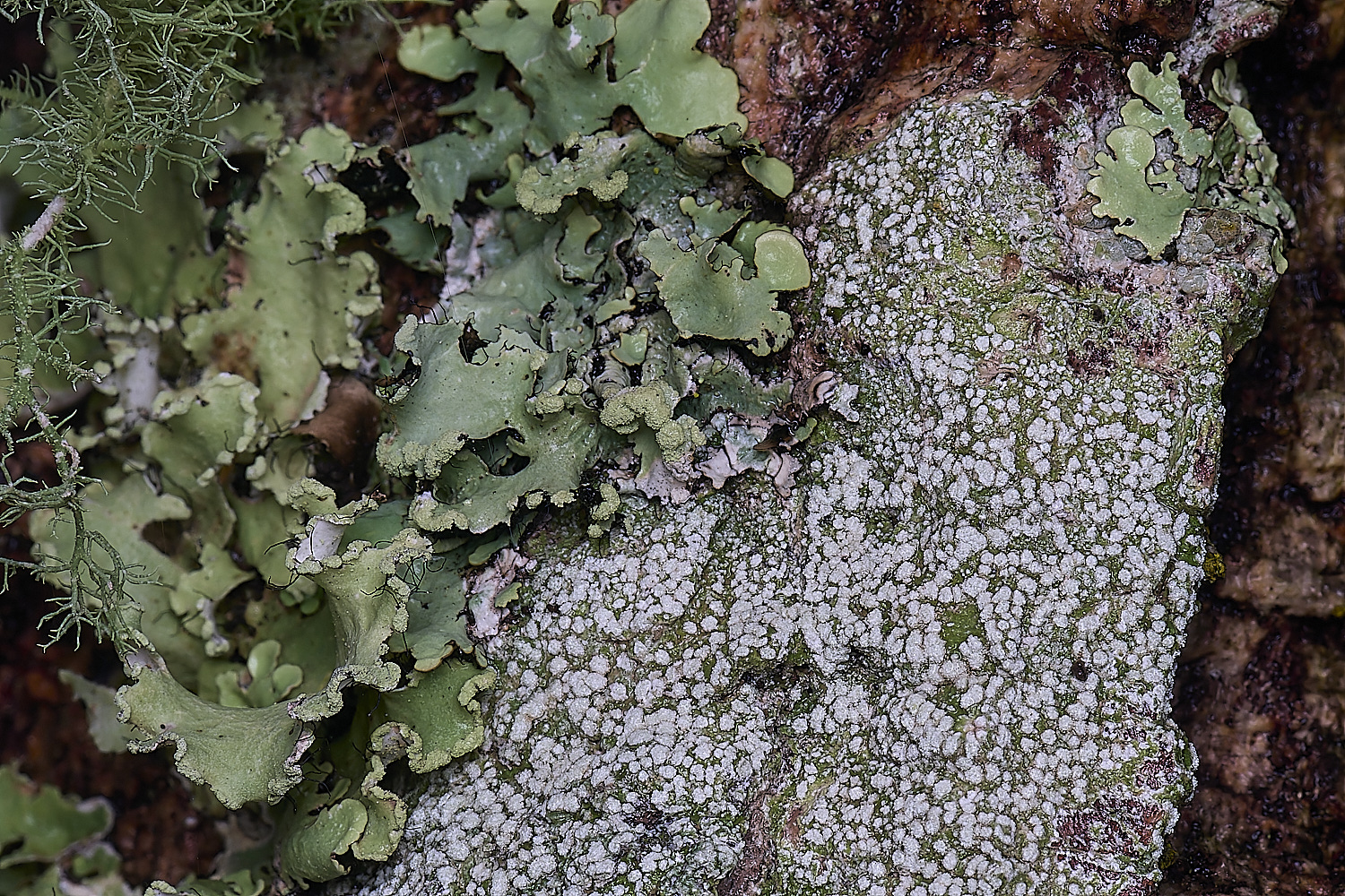 QuintaVerdeLichen12170325-1-NEF-