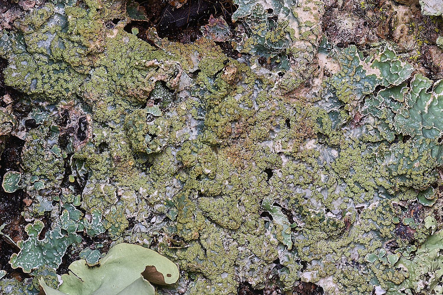 QuintaVerdeLichen13170325-1-NEF-