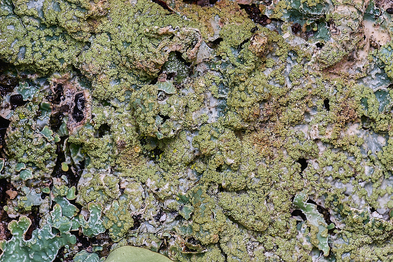 QuintaVerdeLichen13170325-2-NEF-