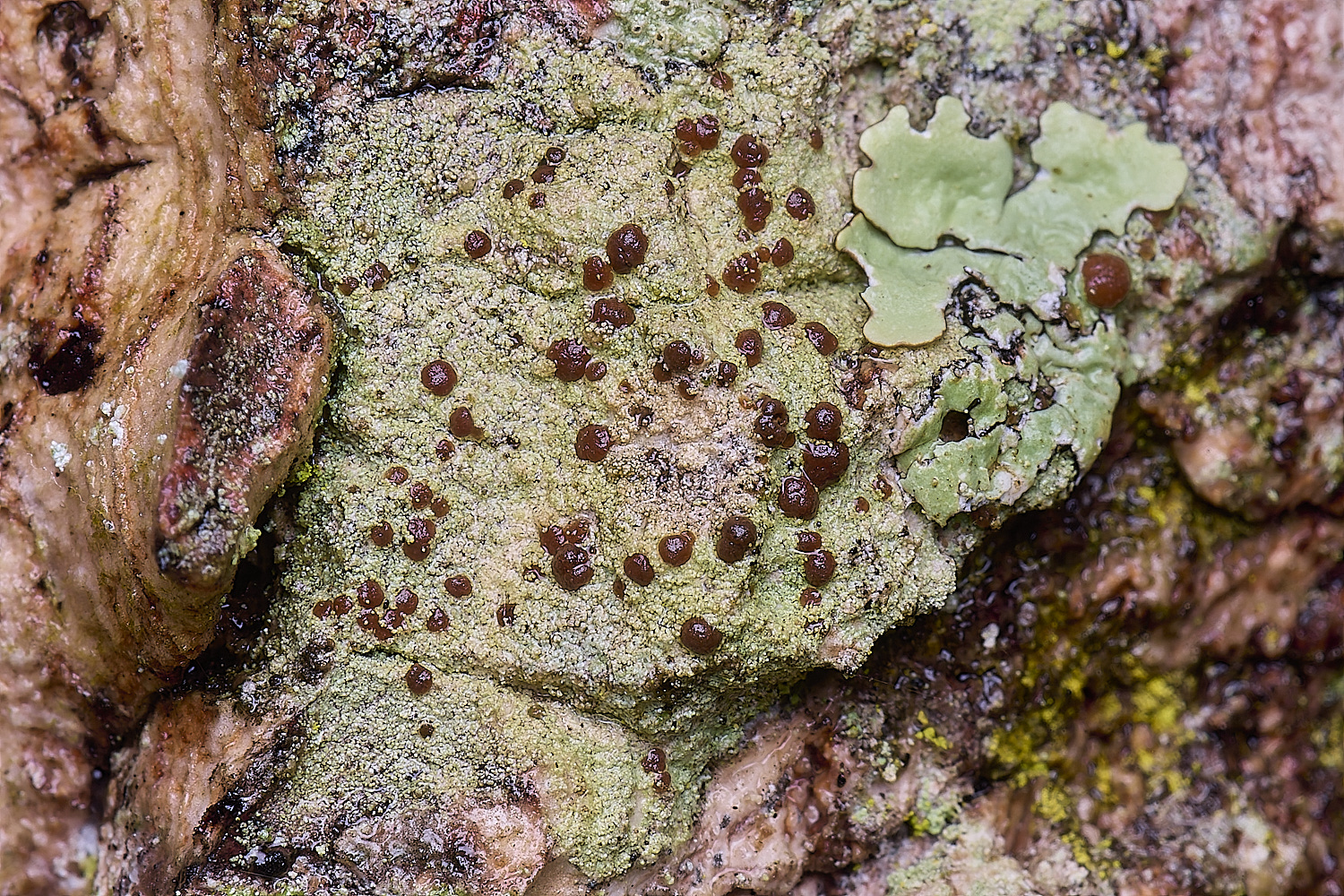 QuintaVerdeLichen14170325-1-NEF-