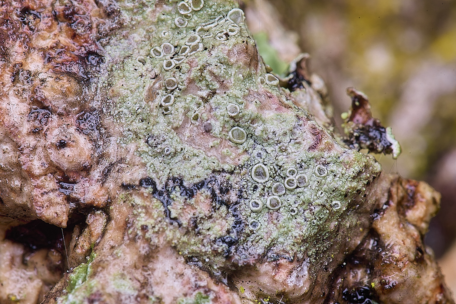 QuintaVerdeLichen15170325-1-NEF-