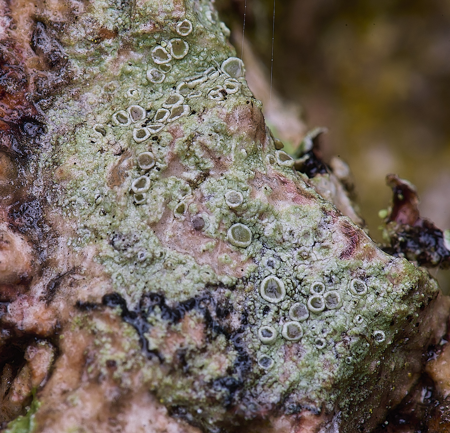 QuintaVerdeLichen15170325-2-NEF-