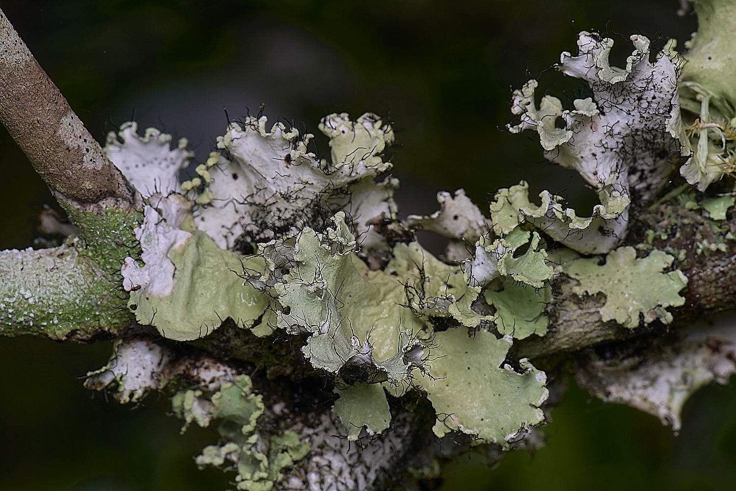 QuintaVerdeLichen16170325-1-NEF-