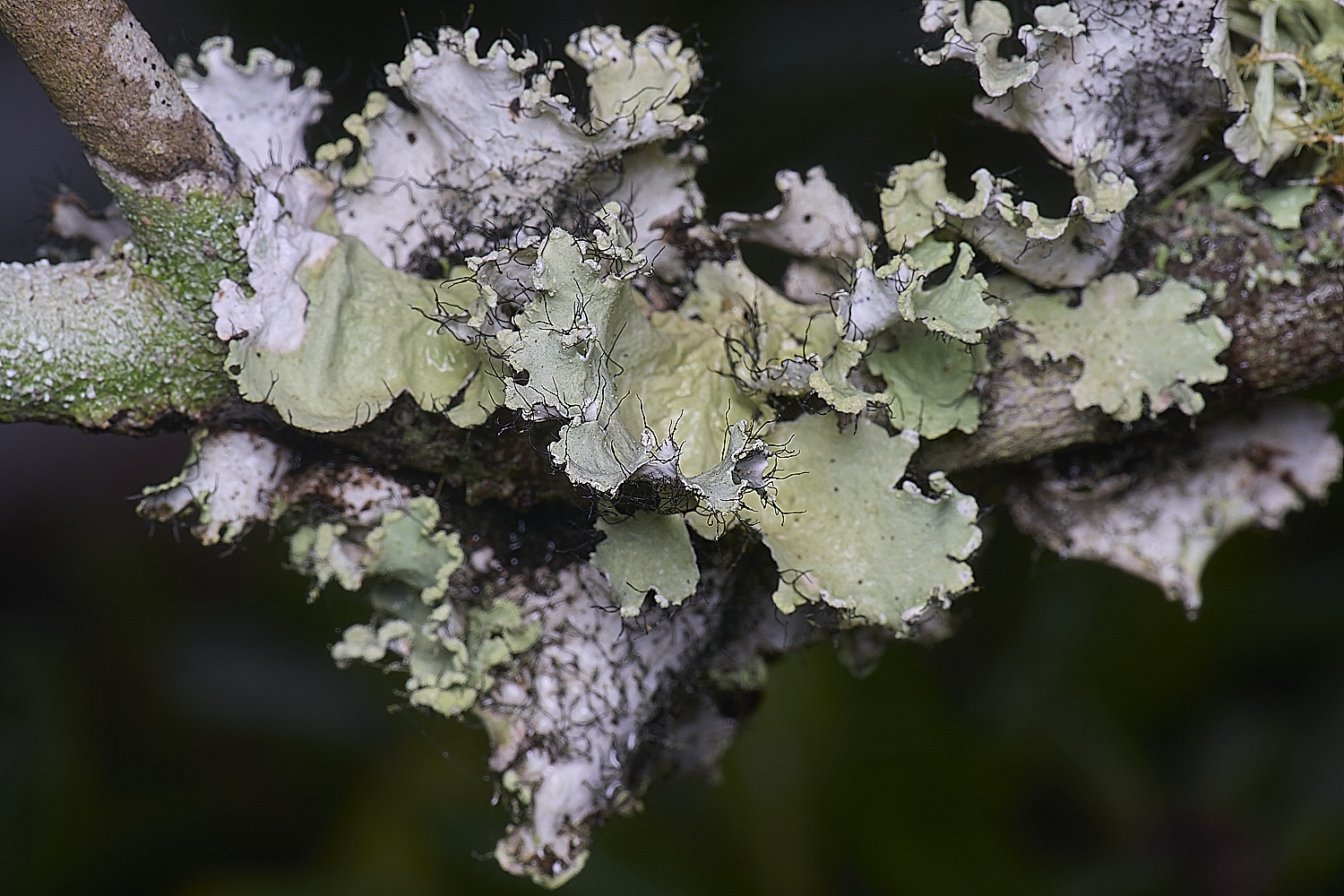 QuintaVerdeLichen16170325-2-NEF-