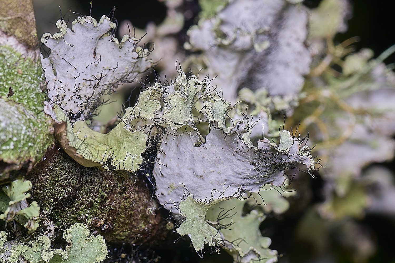 QuintaVerdeLichen16170325-3-NEF-