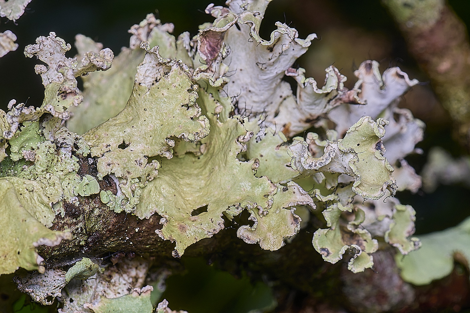 QuintaVerdeLichen16170325-4-NEF-