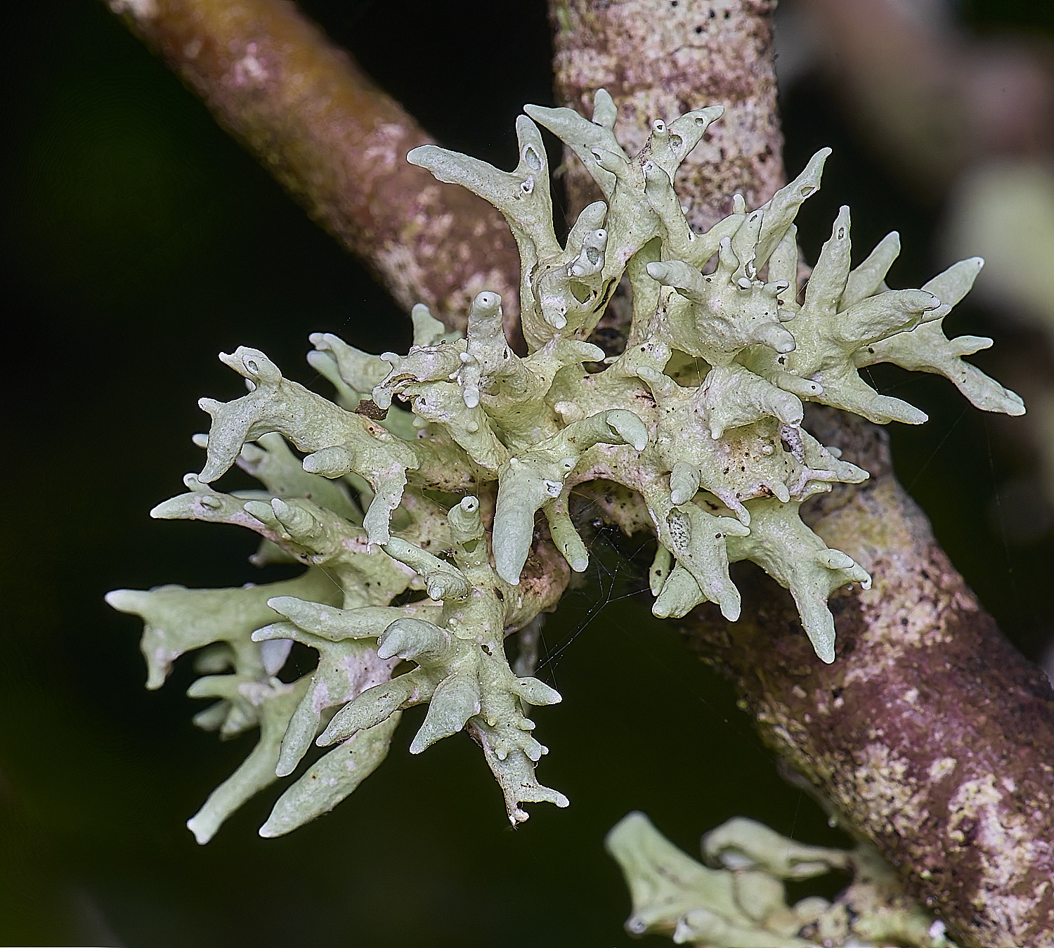 QuintaVerdeLichen17170325-1-NEF-