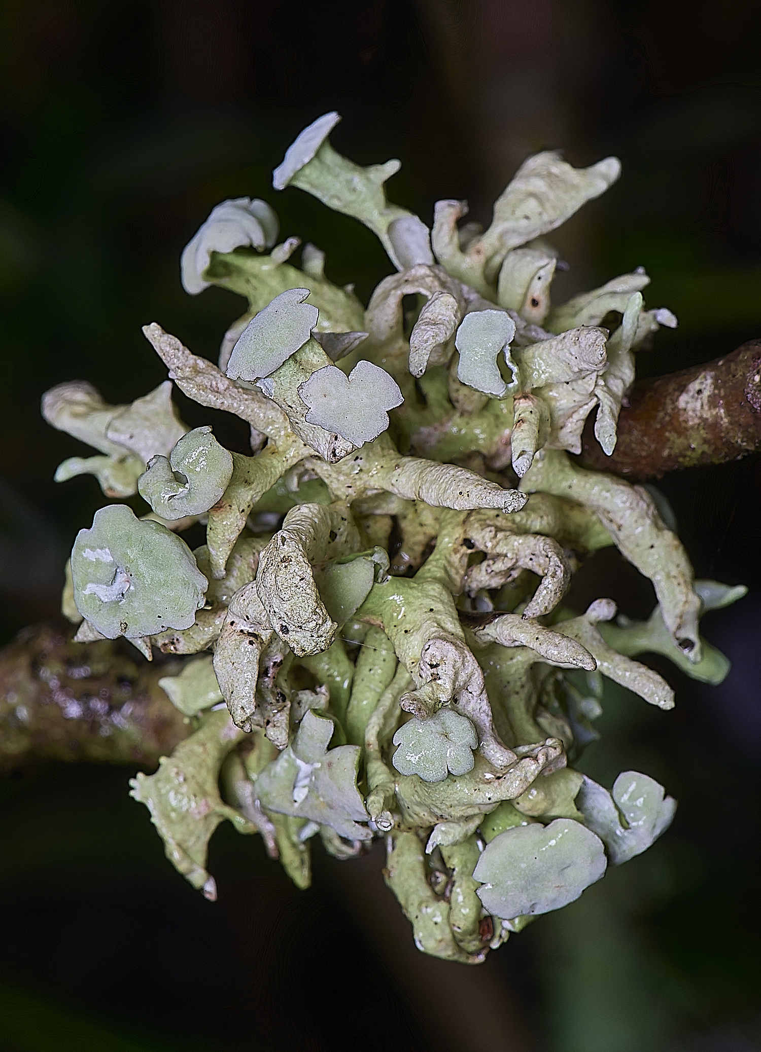 QuintaVerdeLichen17170325-2-NEF-