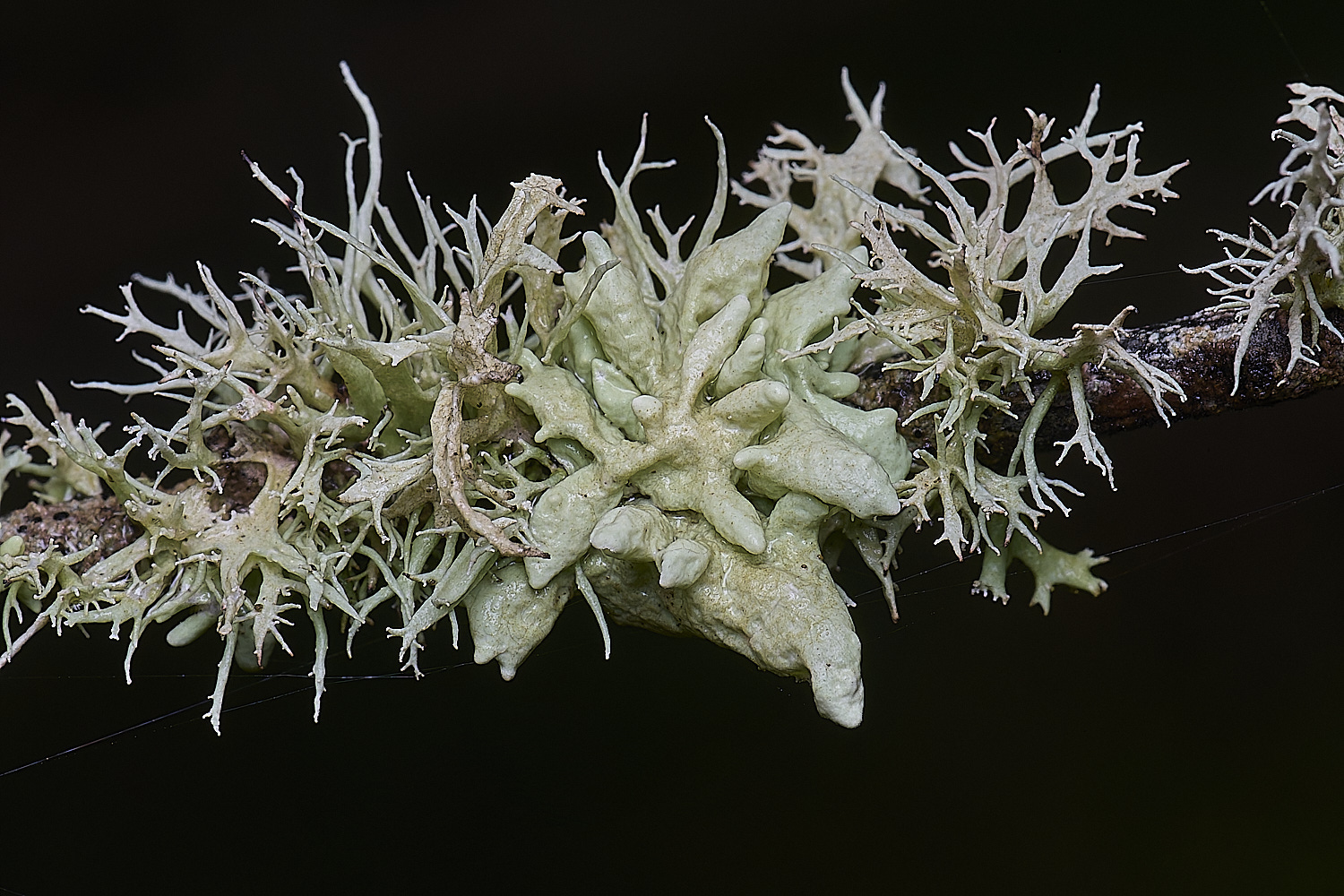 QuintaVerdeLichen17170325-3-NEF-