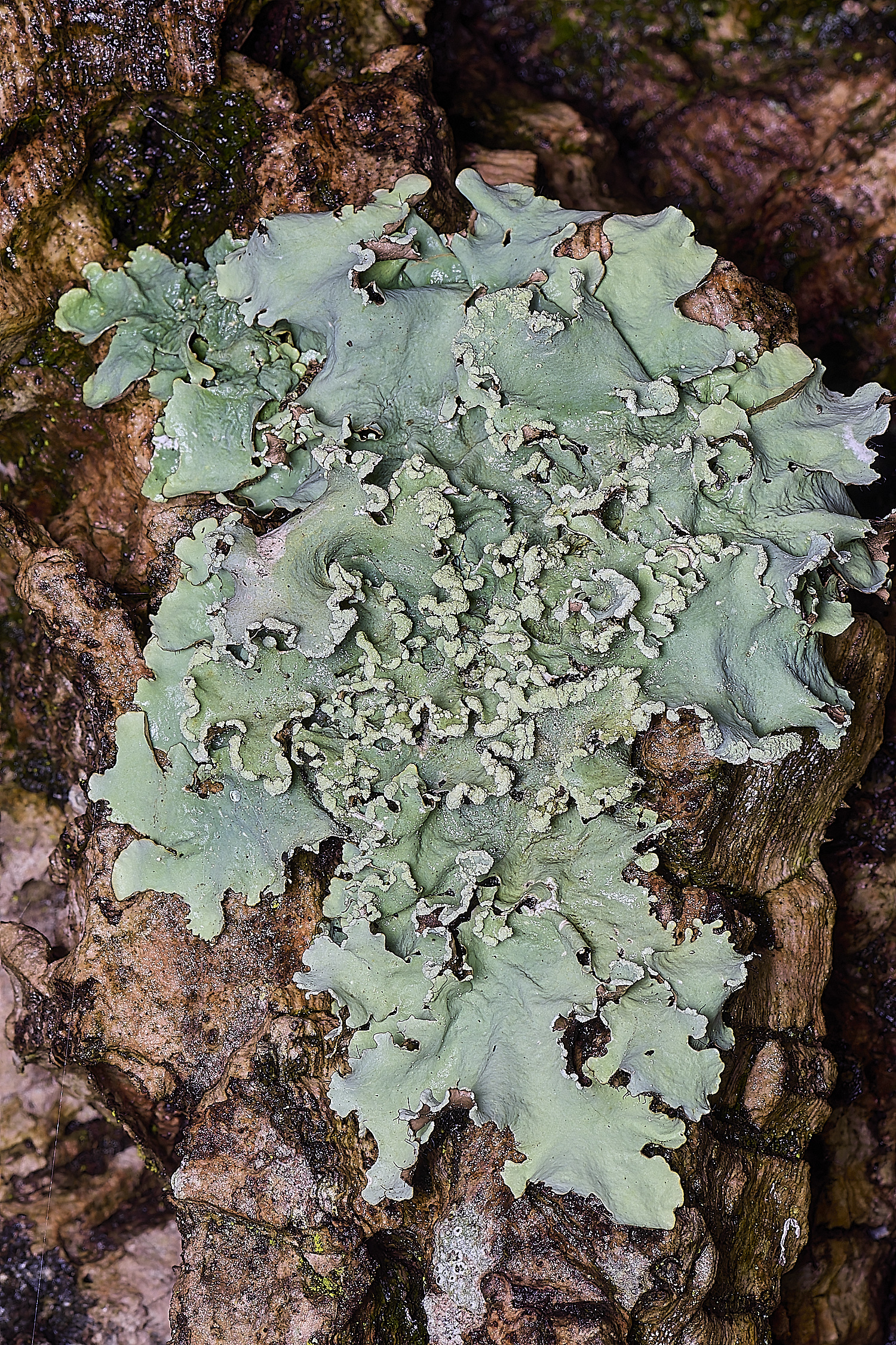 QuintaVerdeLichen18170325-1-NEF-