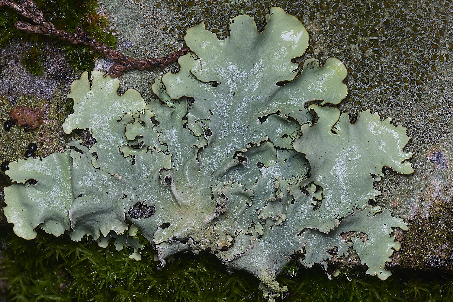 QuintaVerdeLichen2170325-1-NEF-