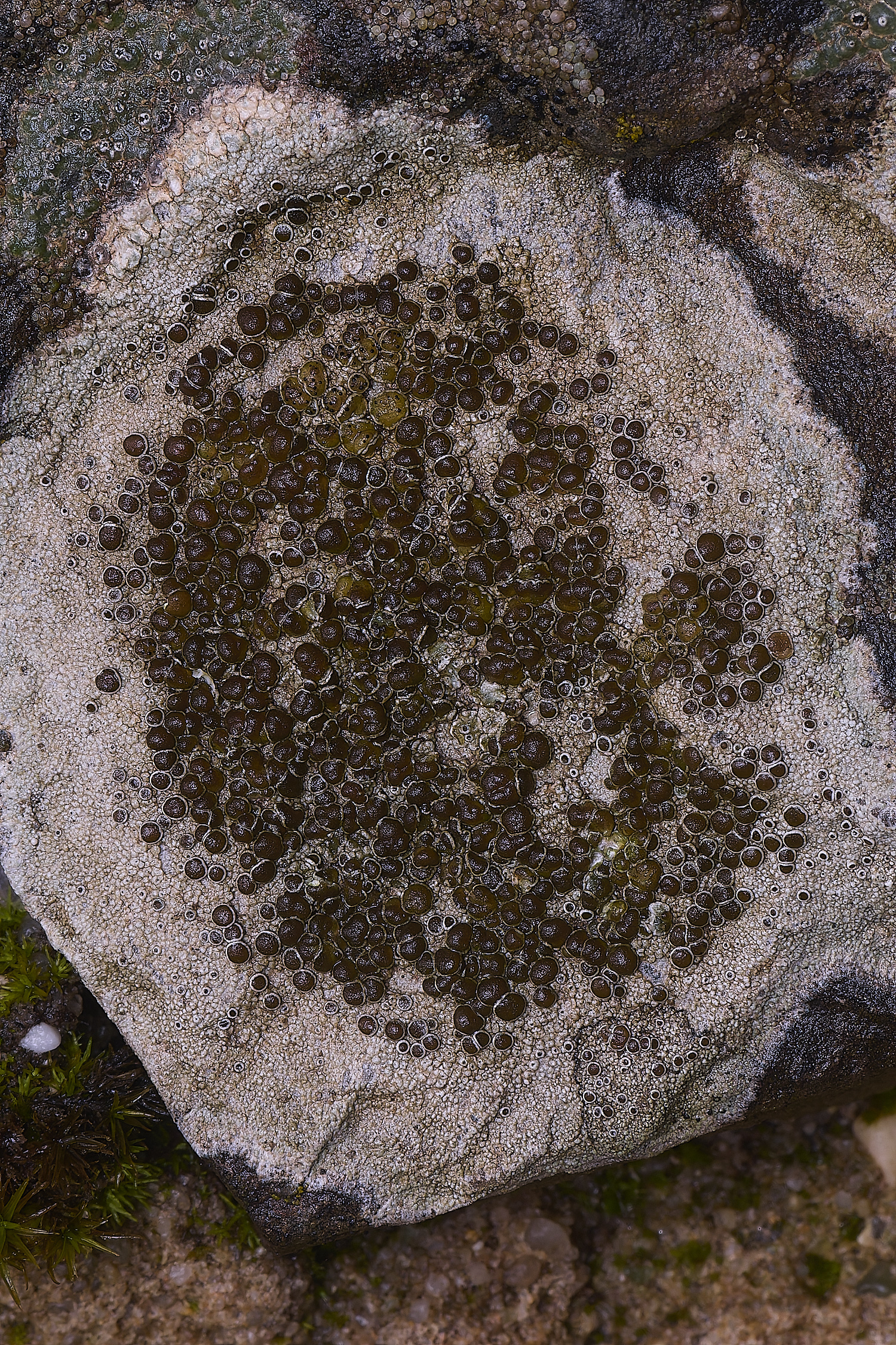 QuintaVerdeLichen3170325-1-NEF-