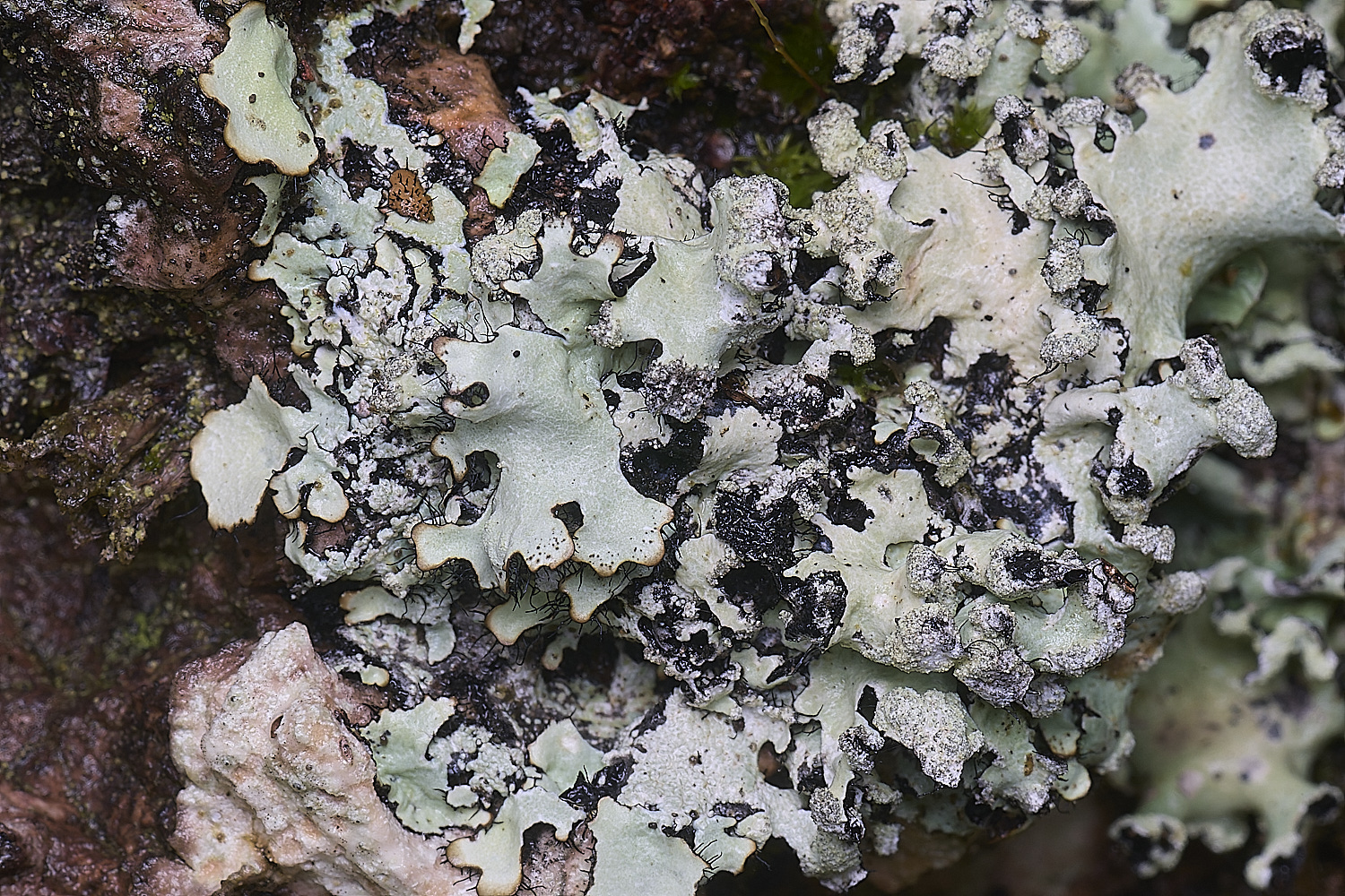 QuintaVerdeLichen4170325-1-NEF-