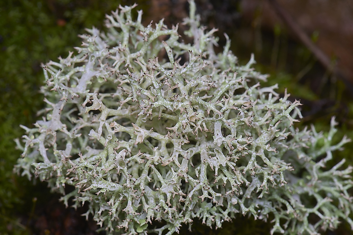 QuintaVerdeLichen5170325-1-NEF-