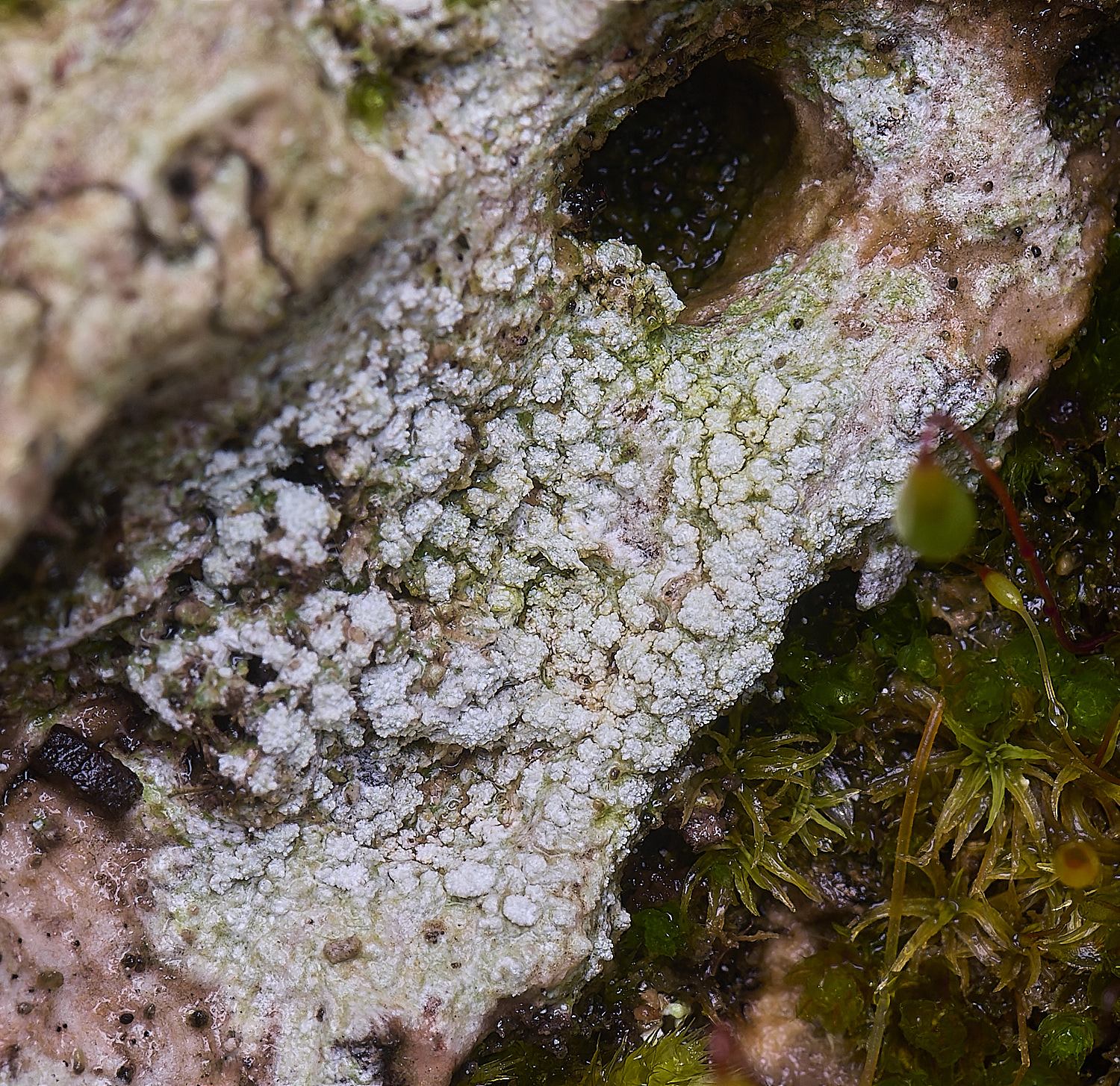 QuintaVerdeLichen6170325-1-NEF-