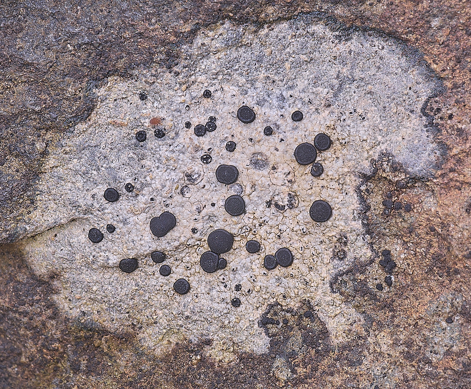 QuintaVerdeLichen7170325-1-NEF-