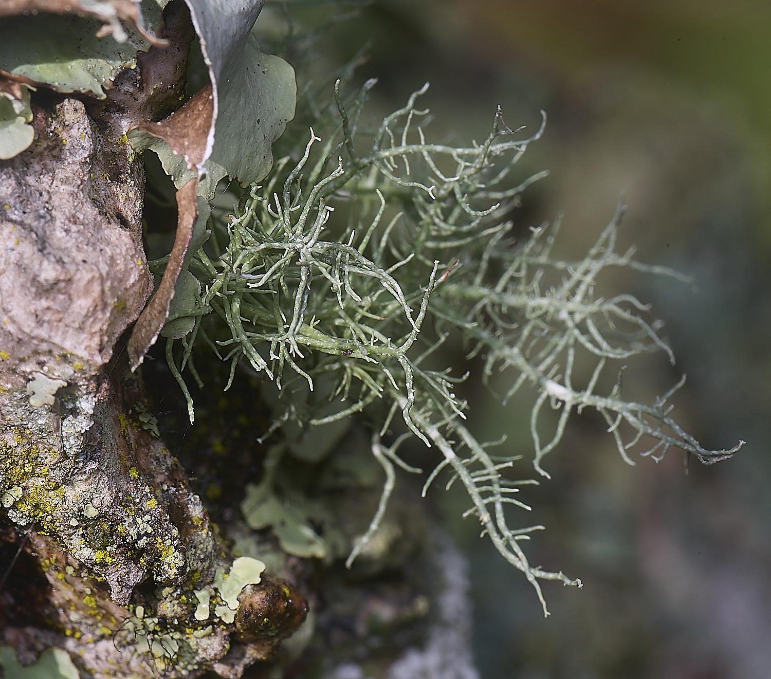 QuintaVerdeLichen8170325-1-NEF-