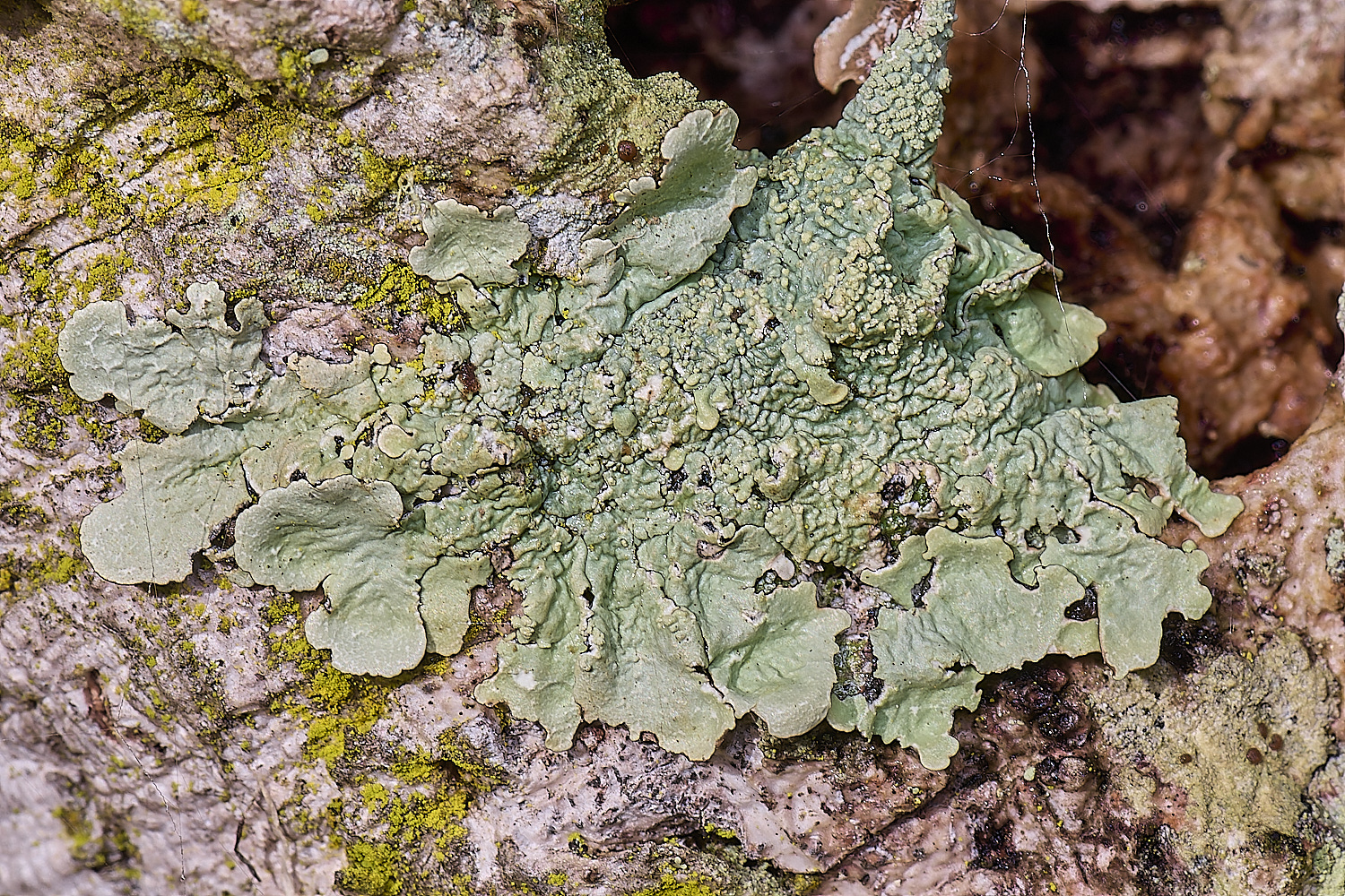 QuintaVerdeLichen9170325-1-NEF-