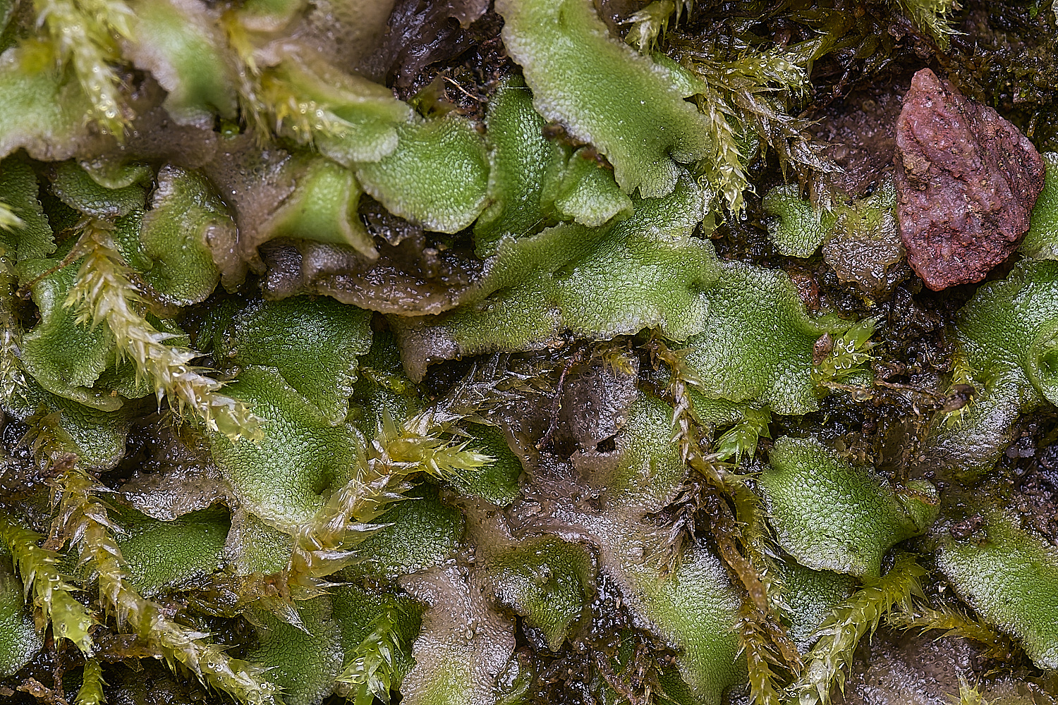 QuintaVerdeLiverwort170325-1-NEF-