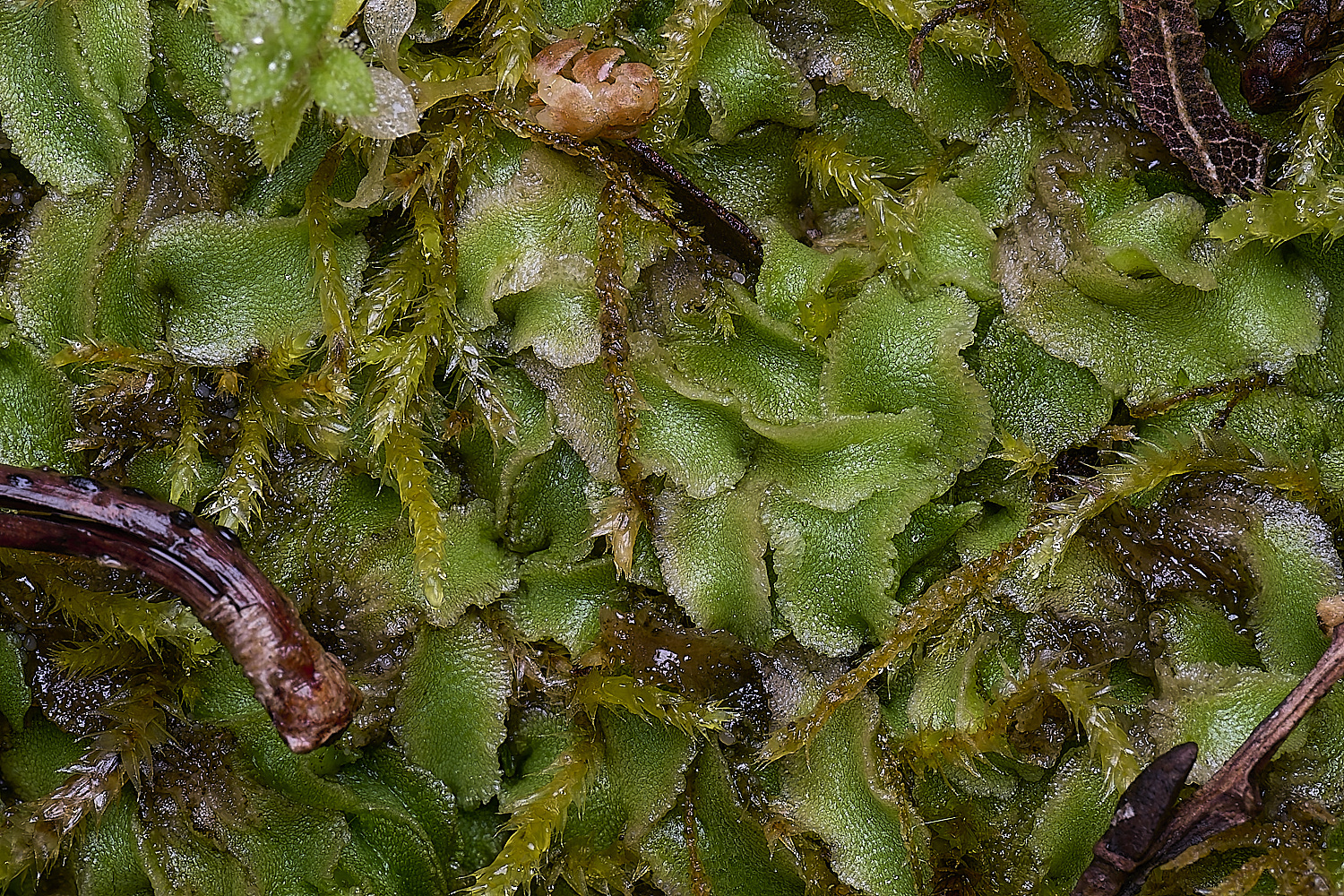 QuintaVerdeLiverwort170325-2-NEF-