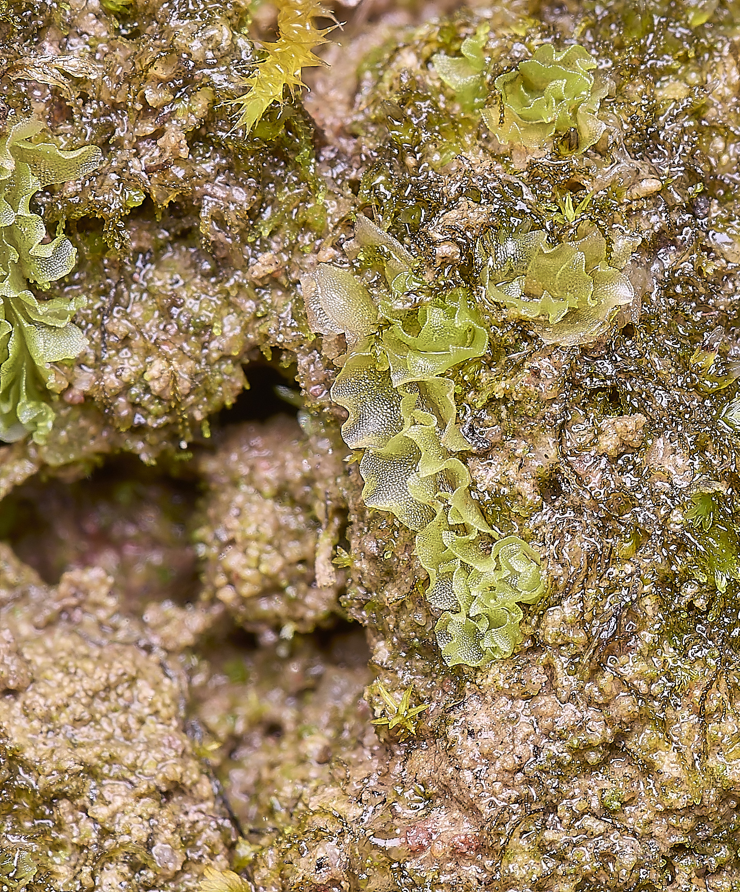 QuintaVerdeLiverwort2170325-1-NEF-