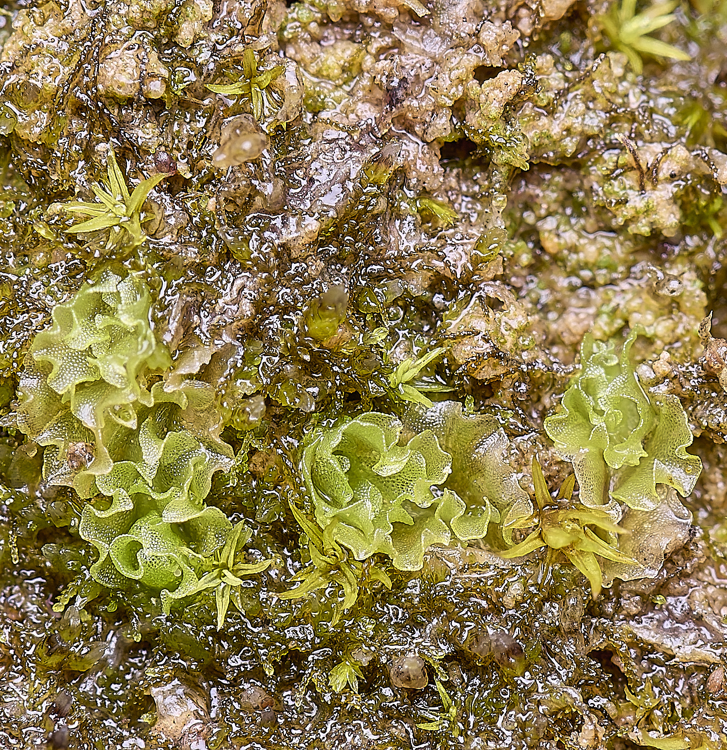 QuintaVerdeLiverwort2170325-2-NEF-