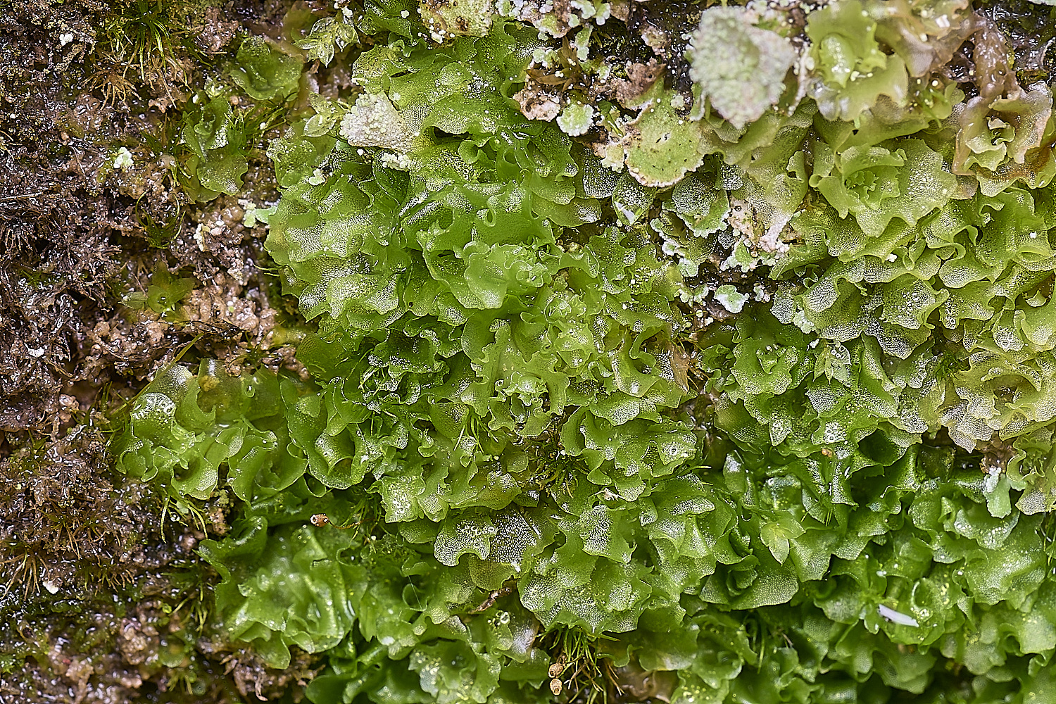 QuintaVerdeLiverwort2170325-3-NEF-