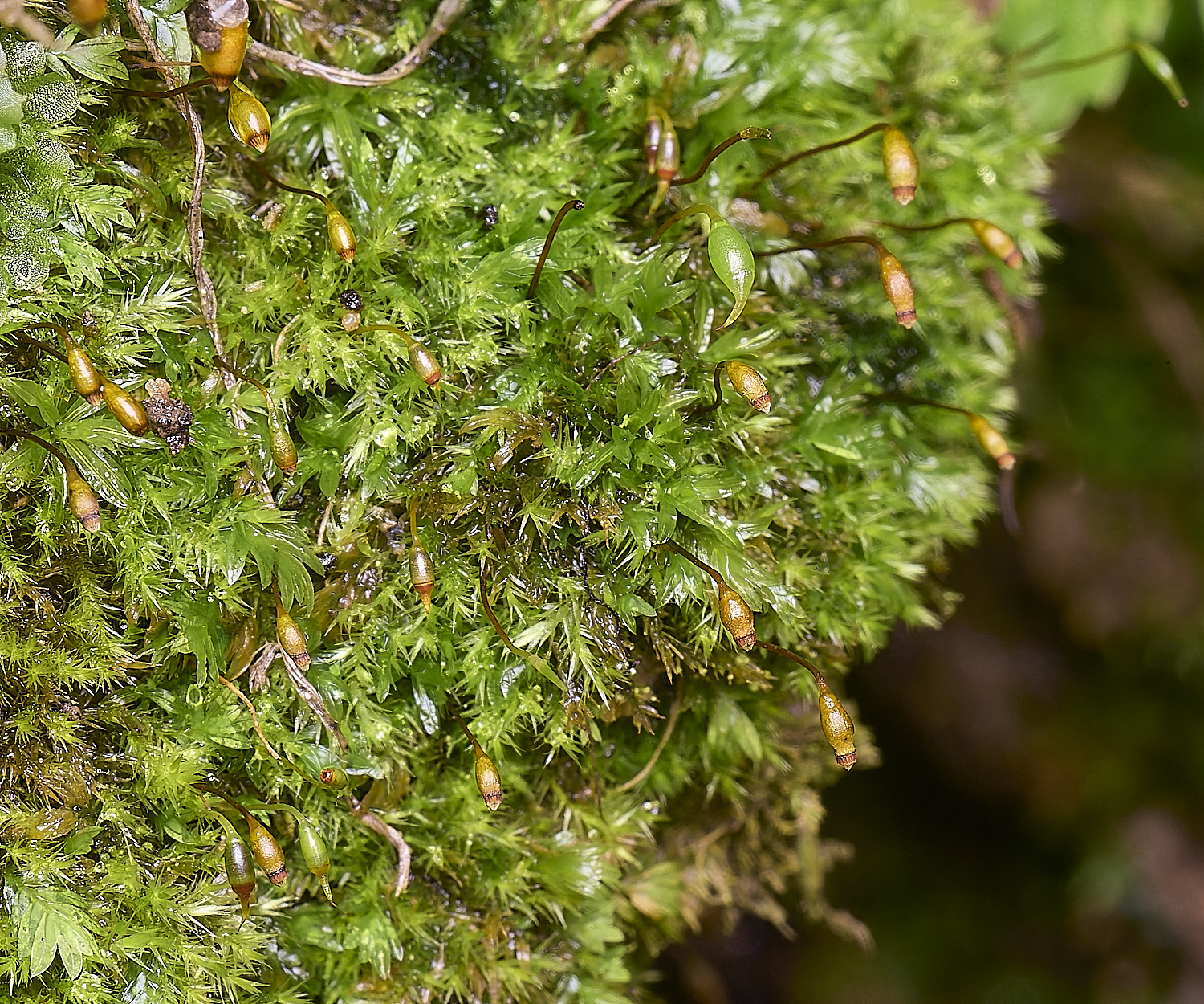 QuintaVerdeMoss1170325-1-NEF-