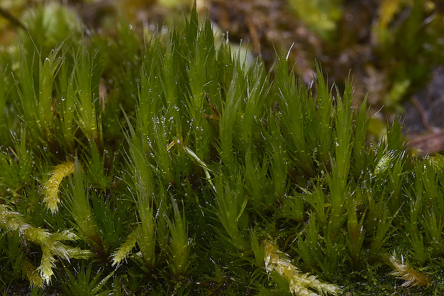 QuintaVerdeMoss170325-1-NEF-