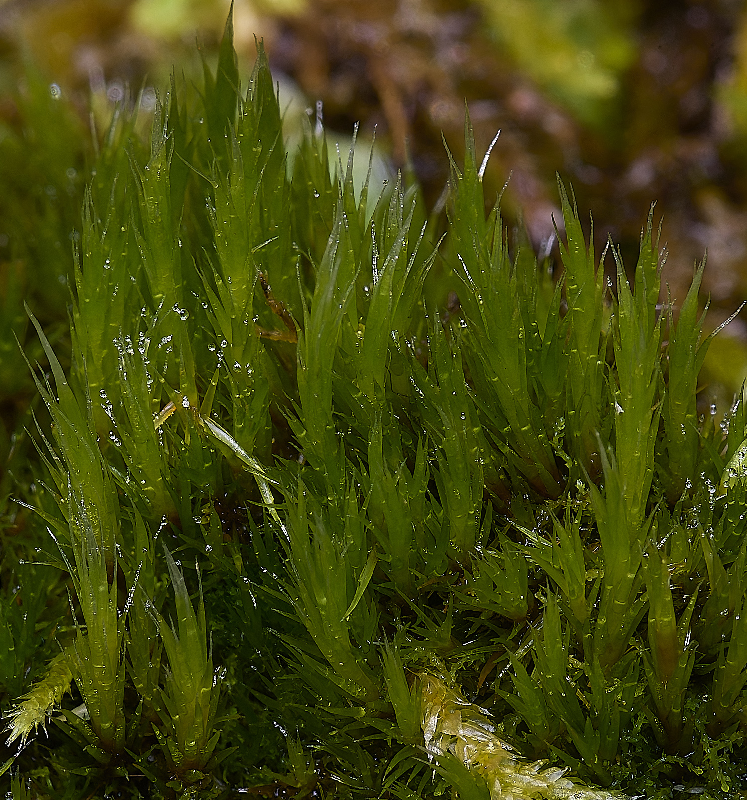 QuintaVerdeMoss170325-2-NEF-