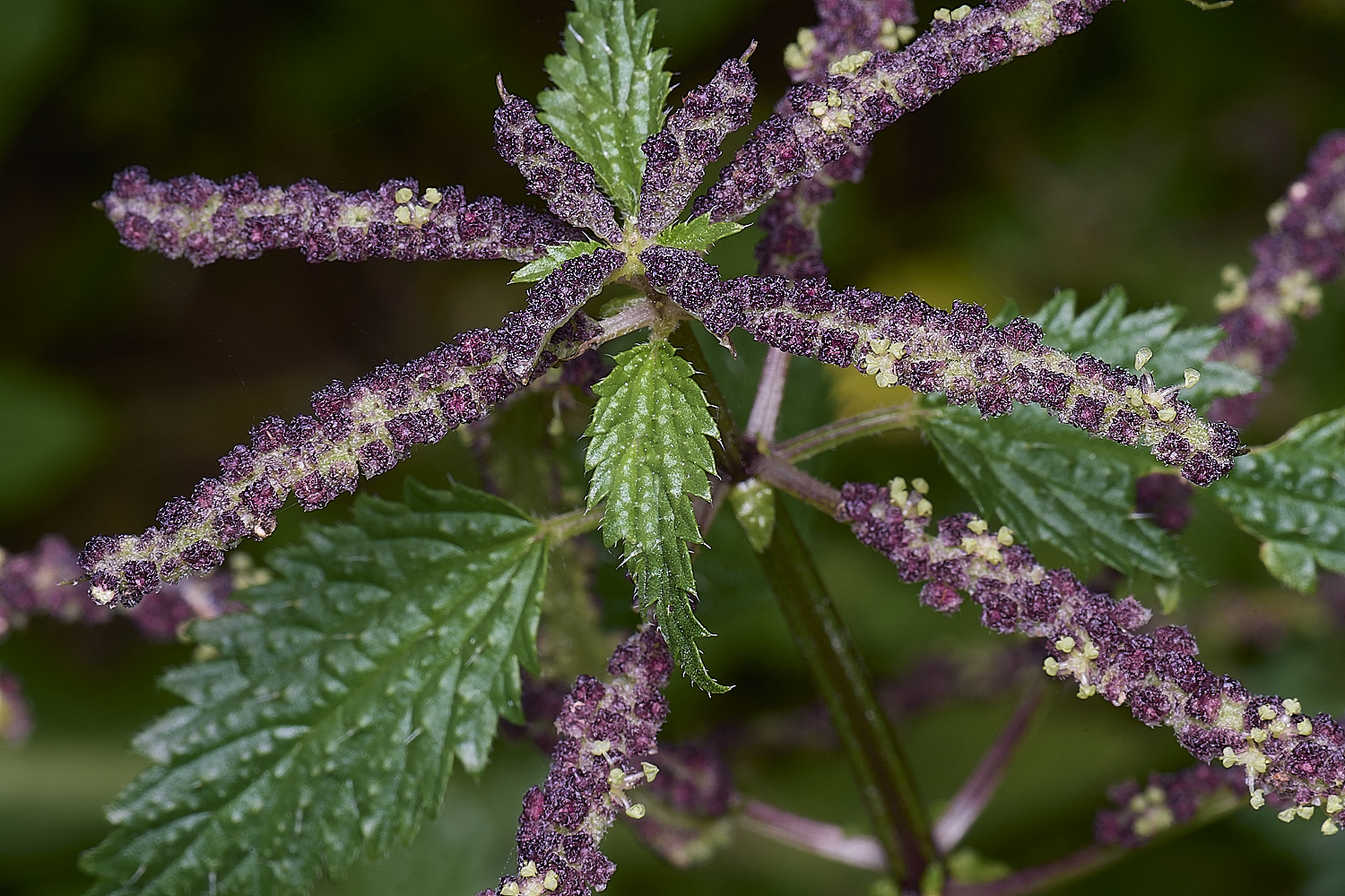 QuintaVerdeNettle170325-1-NEF-