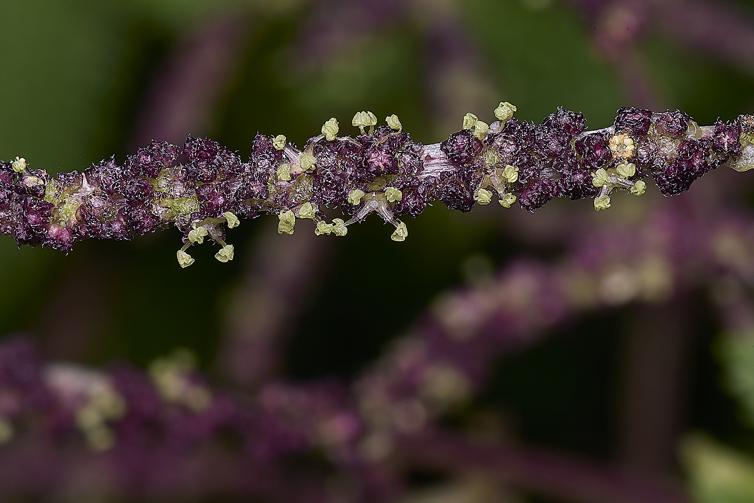 QuintaVerdeNettle170325-2-NEF-