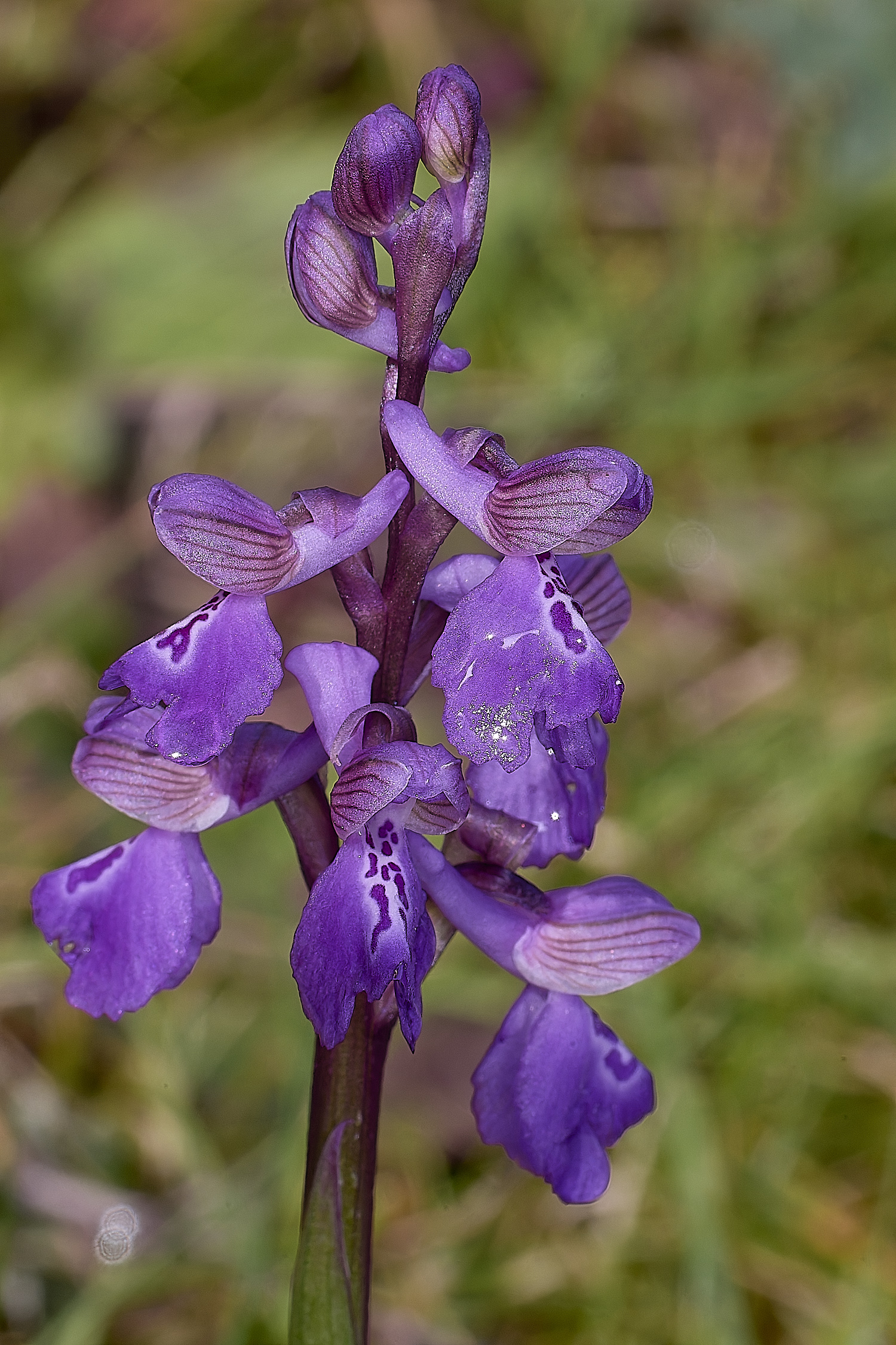 QuintaVerdeOmorio170325-1-NEF-