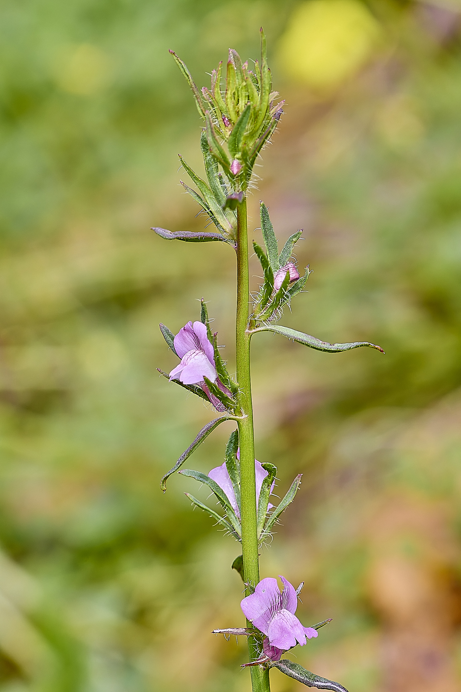 QuintaVerdePink170325-2-NEF-