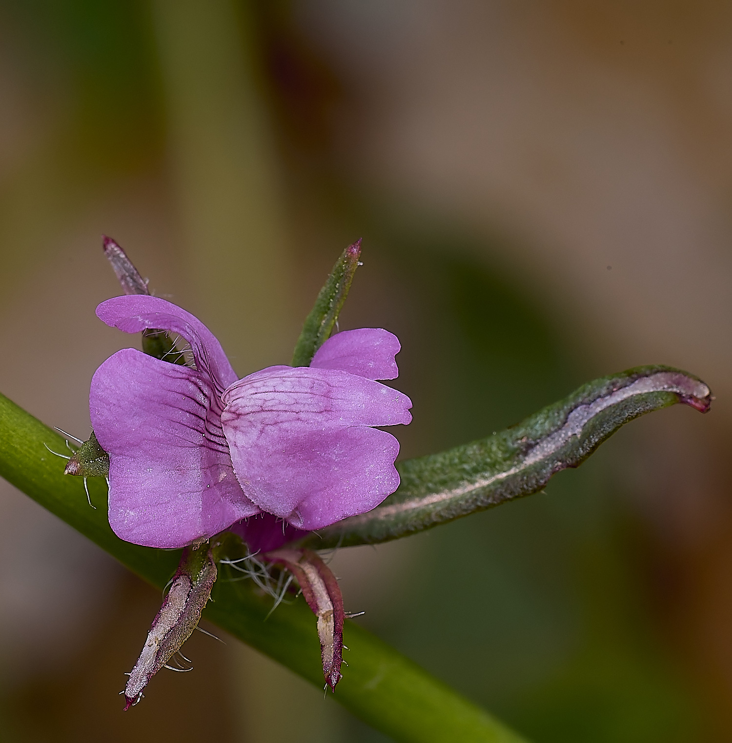 QuintaVerdePink170325-3-NEF-