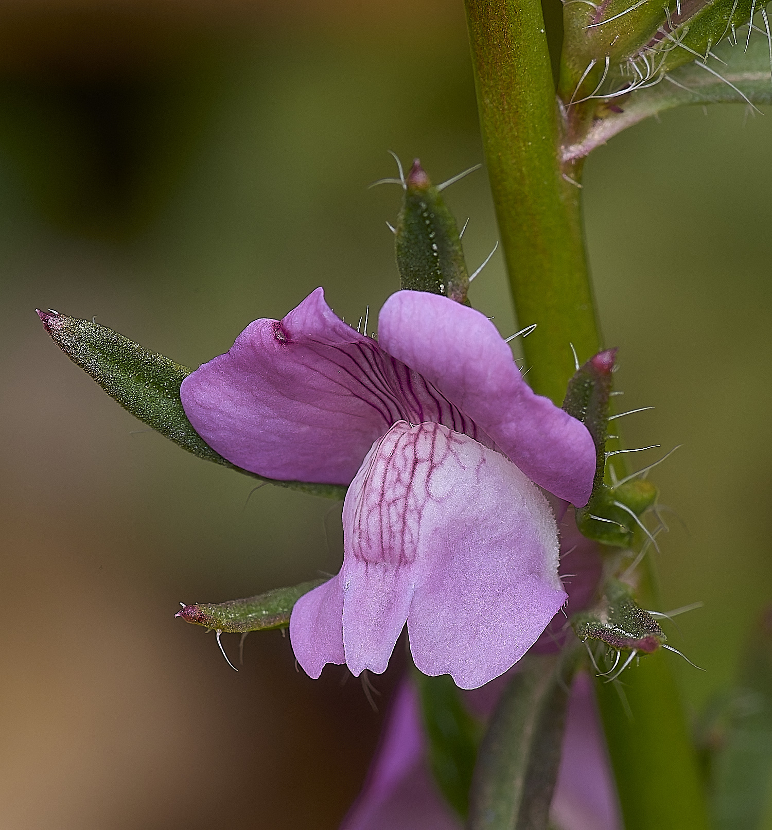 QuintaVerdePink170325-4-NEF-