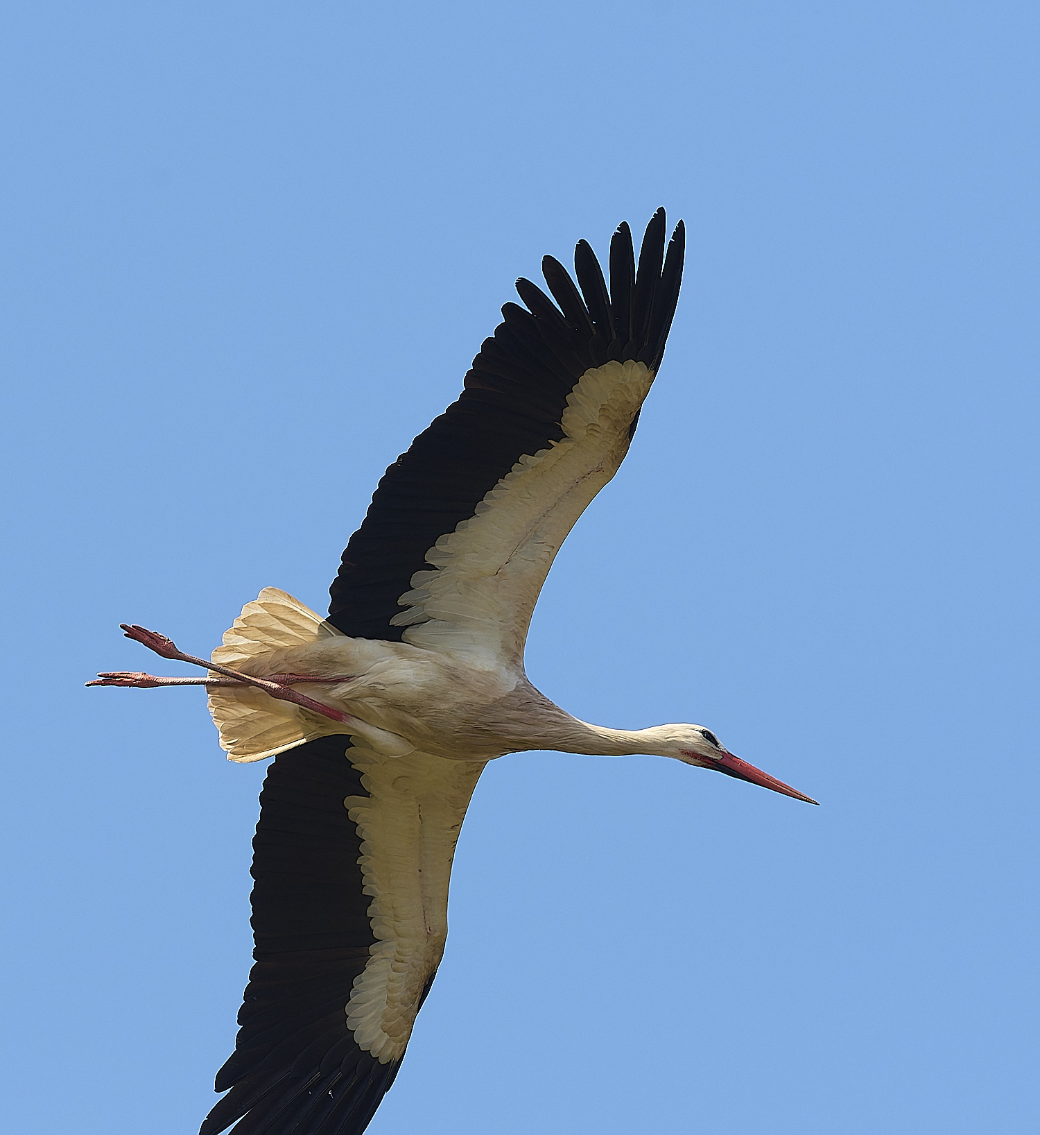 RasmaloWhiteStork220325-1-NEF-