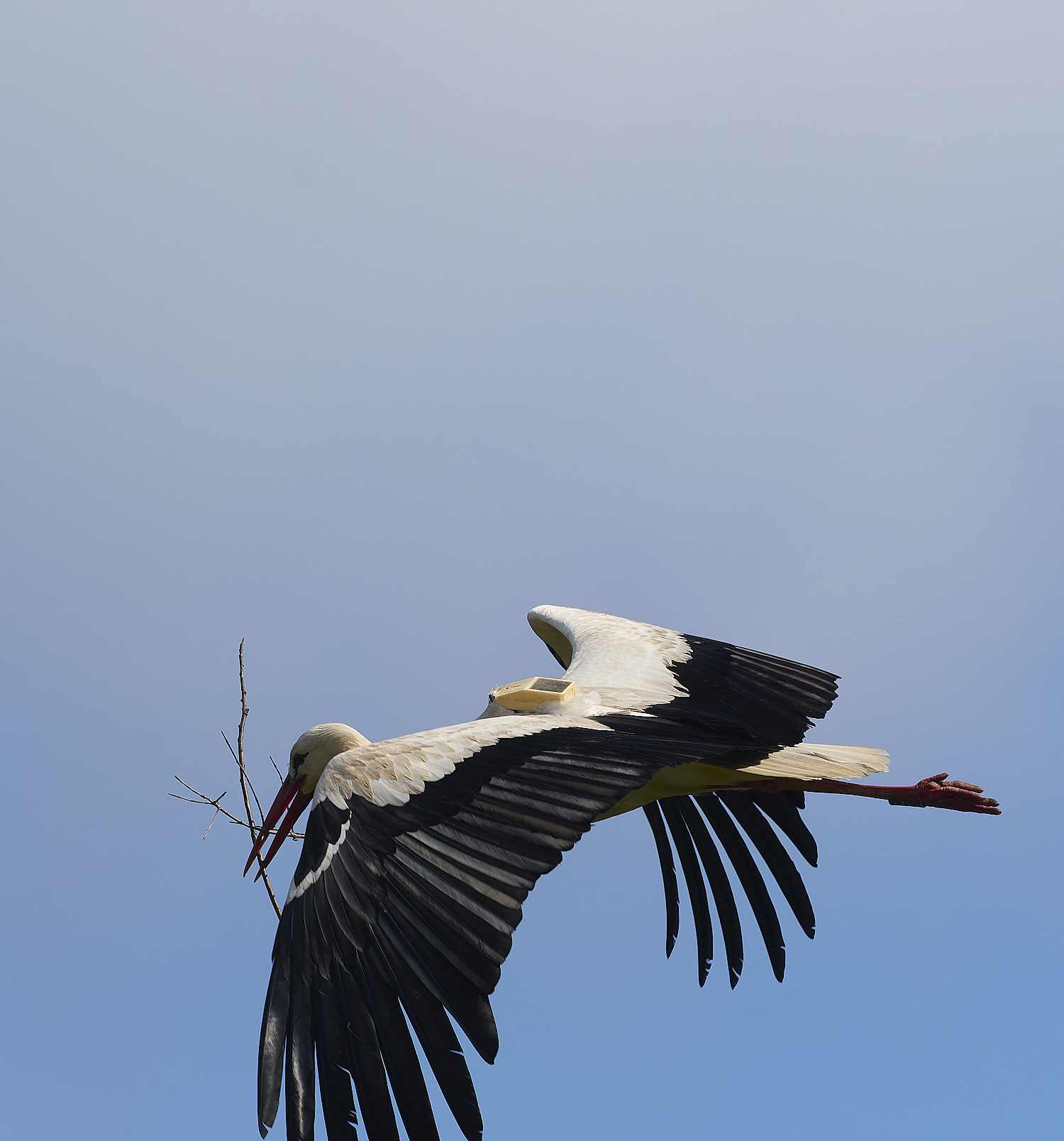 RasmaloWhiteStork220325-10-NEF-