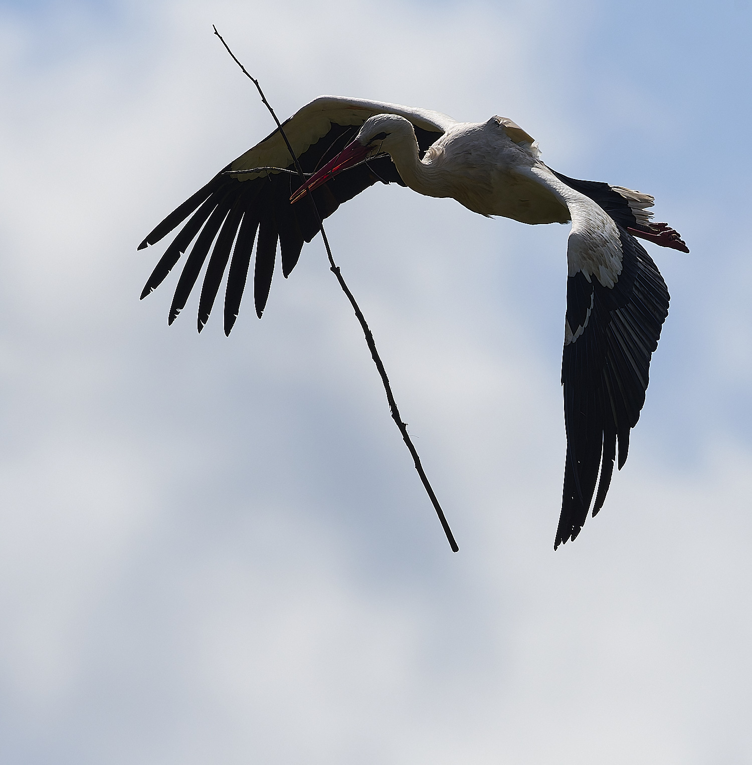 RasmaloWhiteStork220325-11-NEF-