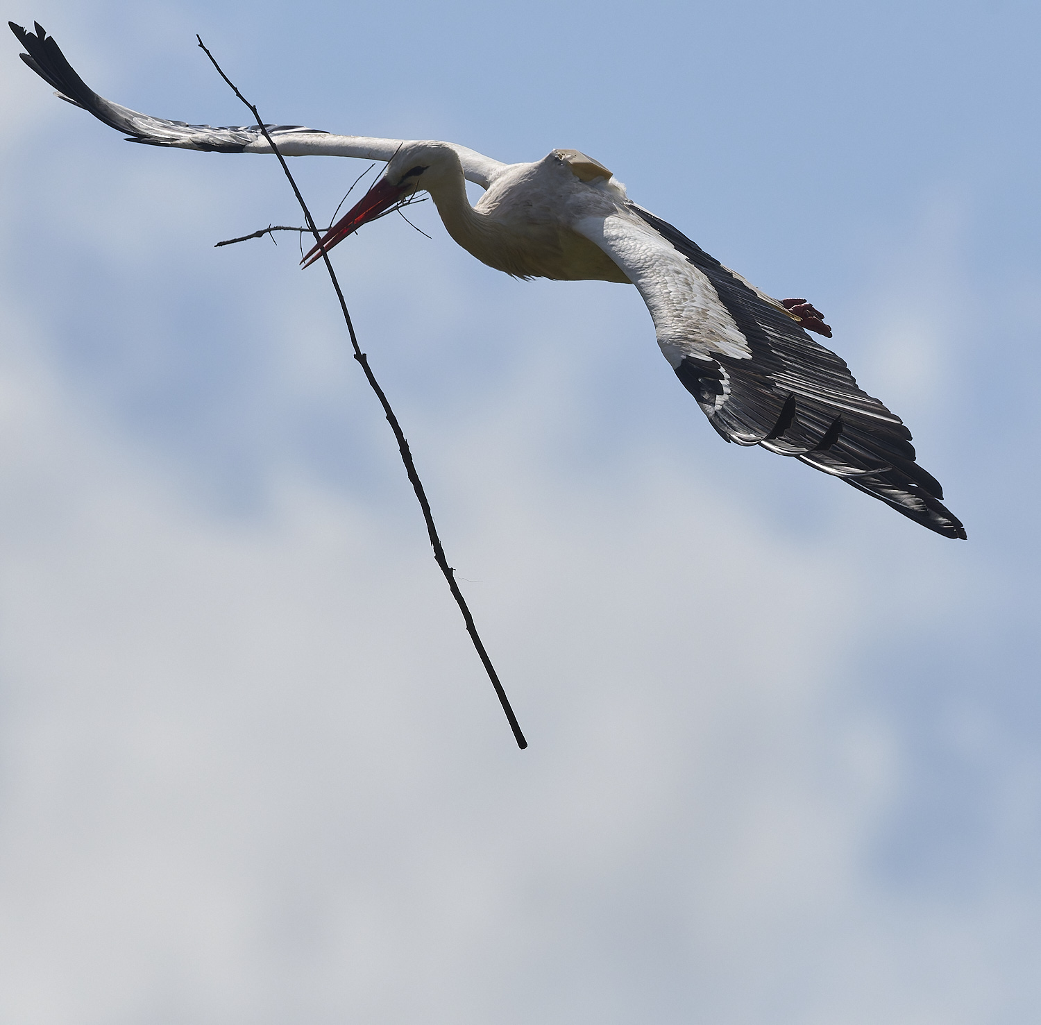 RasmaloWhiteStork220325-12-NEF-